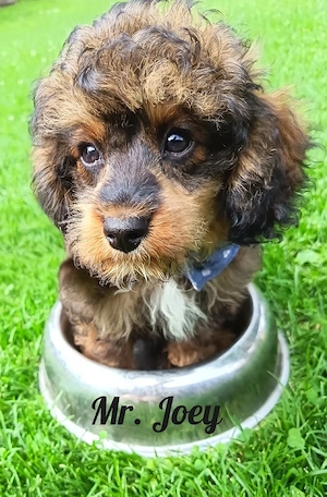Mini Aussiedoodle Welpen mit Ahnentafel dürfen Ausziehen, Zwergpudel und Mini Australian Shepherd 