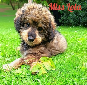 Mini Aussiedoodle Welpen mit Ahnentafel dürfen Ausziehen, Zwergpudel und Mini Australian Shepherd 