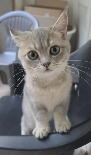 Bkh Kater 17 wochen