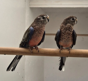 Bourkesittiche