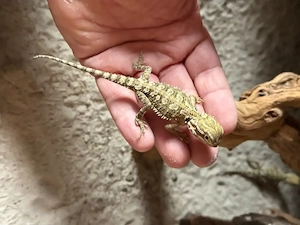 1.0 Zwergbartagame Pogona Henrylawsoni 13 Wochen  Alt 