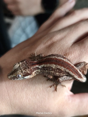 Höckerkopfgecko - Rhacodactylus auriculatus 0.0.1