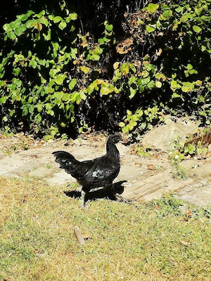 Ayam Cemani Hahn