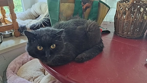 Ausgesetzter Kater sucht zu Hause Bild 3
