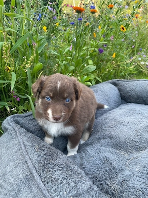 Tolle Aussie Australian Shepherd Welpen