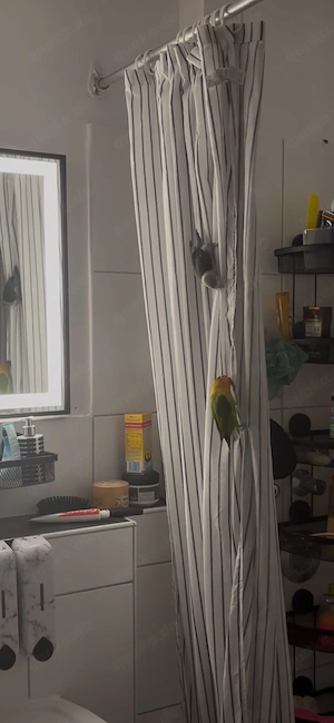 Unzertrennliche PAAR MIT KÄFIG Bild 3