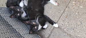 3 Katzenbabys Kitten