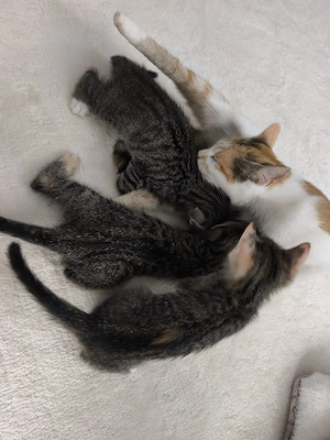 Kitten in liebevolles Zuhause abzugeben Bild 2