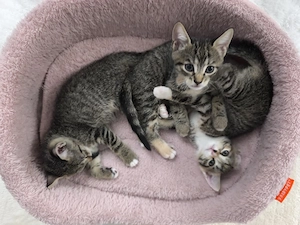 Kitten in liebevolles Zuhause abzugeben