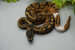 0.1 Piebald Nr.3 ENZ 2026 Königspython