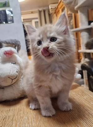 Maine Coon Kitten