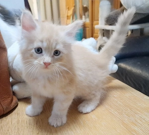 Maine Coon Kitten