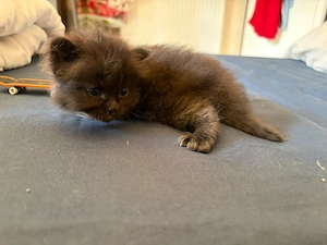    3 süße Katzen suchen ein liebevolles neues Zuhause!     