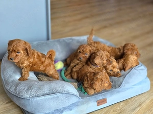 Cockapoo Cockerpoo Fb1-Welpen 