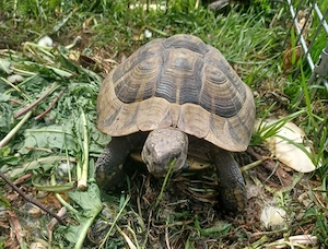 Griechische Landschildkröte männlich mit Cites