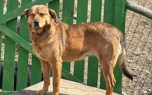 Peanut sucht ein ruhiges Zuhause Bild 2