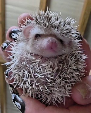 Weißbauchigel 
