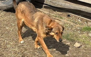 Peanut sucht ein ruhiges Zuhause Bild 5