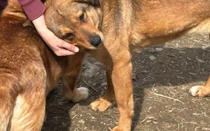 Peanut sucht ein ruhiges Zuhause Bild 3