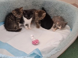 Bkh Katzenbaby 