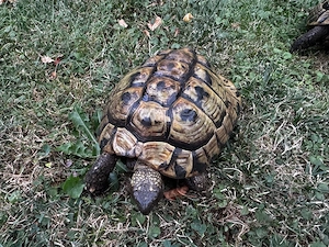 2 griechische Landschildkröten