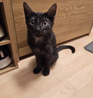 Siam Mix Kitten 