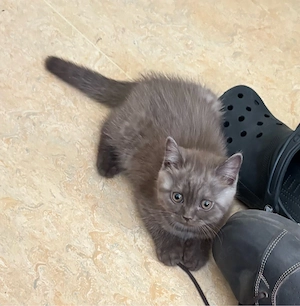 British Kurzhaar Kitten BKH