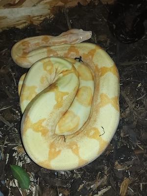 0,1 Lipstick Sunglow Kahl Boa