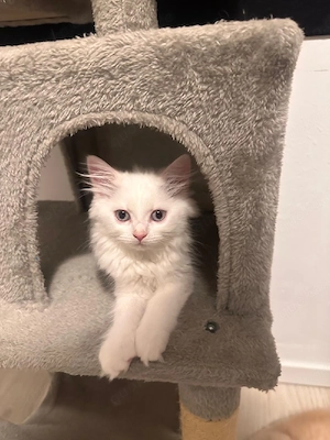 4 Britische Langhaar Katzen 3 Monate 
