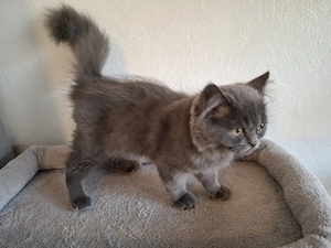 Maine-Coon-Katze