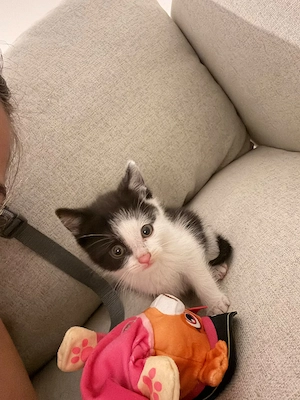 Baby Katze abzugeben   inklusive Bett, Kratzbaum, Toilette & Spielzeug