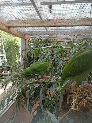 Papagei, Amazone, Gelbnackenamazonen, Jungvögel  Bild 8