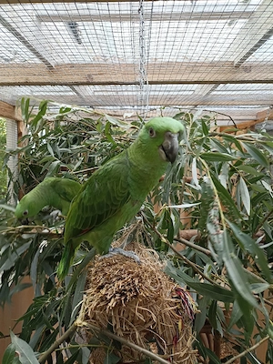 Papagei, Amazone, Gelbnackenamazonen, Jungvögel  Bild 7