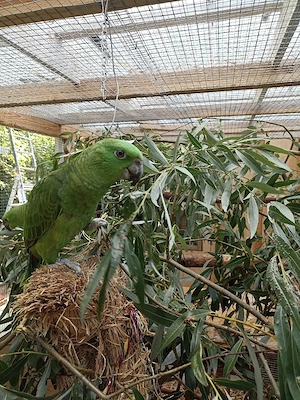 Papagei, Amazone, Gelbnackenamazonen, Jungvögel  Bild 9