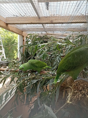 Papagei, Amazone, Gelbnackenamazonen, Jungvögel  Bild 6