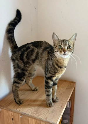 karline sucht ein für immer zu Hause 