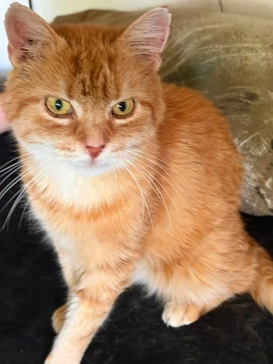 Kater zu Vermitteln 