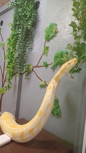 Tigerpython Albino 0.0.1 "Monty"