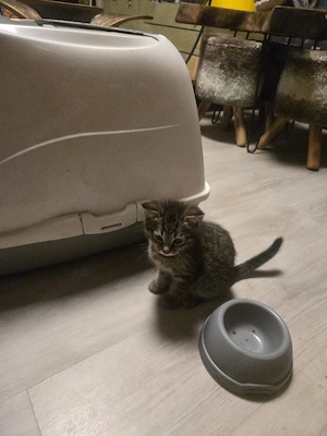 2 süße Katenbays