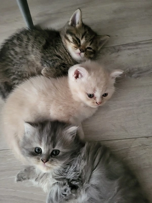 bkh Am 23. Mai sind vier Kitten geboren: zwei Langhaarkatzen   ein Kater und eine Katze   und zwei K