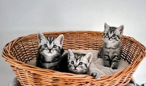 Silver Tabbykitten suchen ihr Für-immer Zuhause