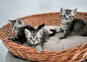 Wunderschöne Bkh-Silver-Tabby Kitten