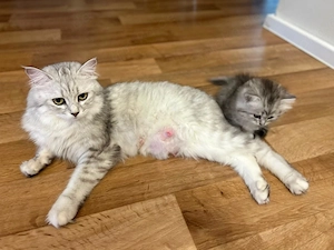    British Longhair Katzenmama mit 3 Kitten   komplett mit Zubehör zu verkaufen