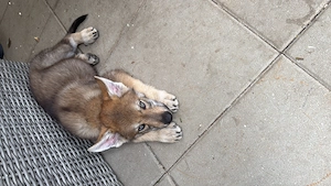 Tschechoslowakischer Wolfshund,Welpe