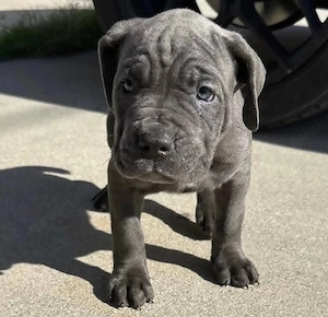 Wunderschöne Cane-Corso-Welpen in Hamburg zu verkaufen