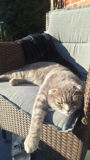 Kater abzugeben 