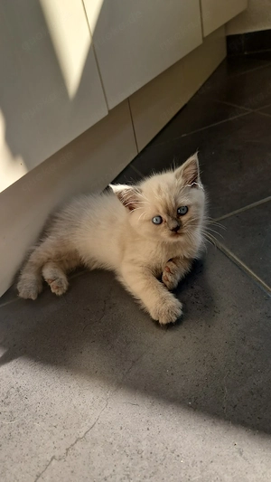 Bkh Blh kitten baby Katzen 