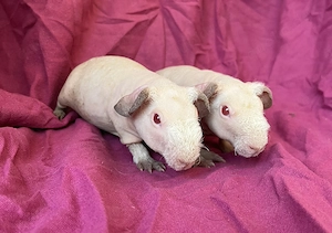 Himalaya Skinny Pig Böckchen 