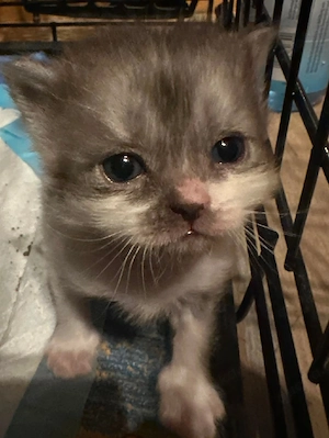 Ragdoll BLH Mix
