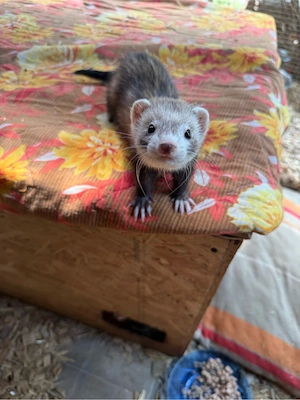 Frettchen Fähen 
